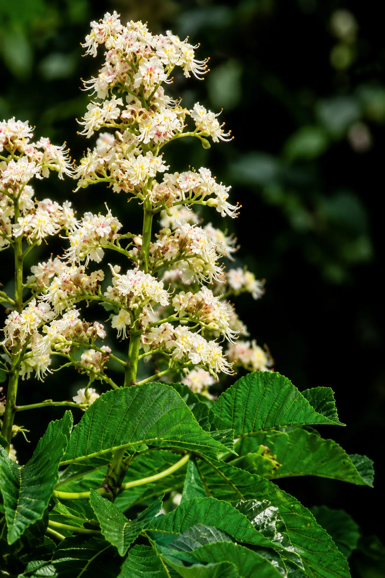 Castaño Blanco