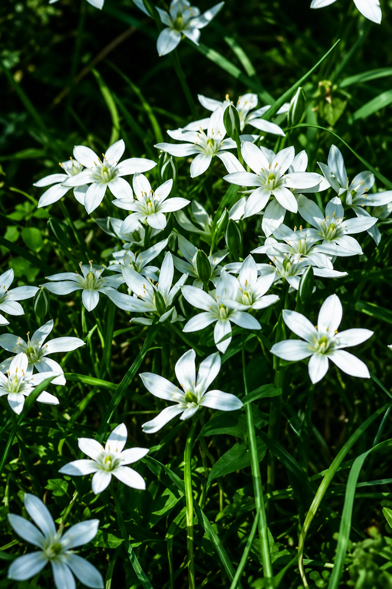 Estrella de Belén — flor de Bach N°30