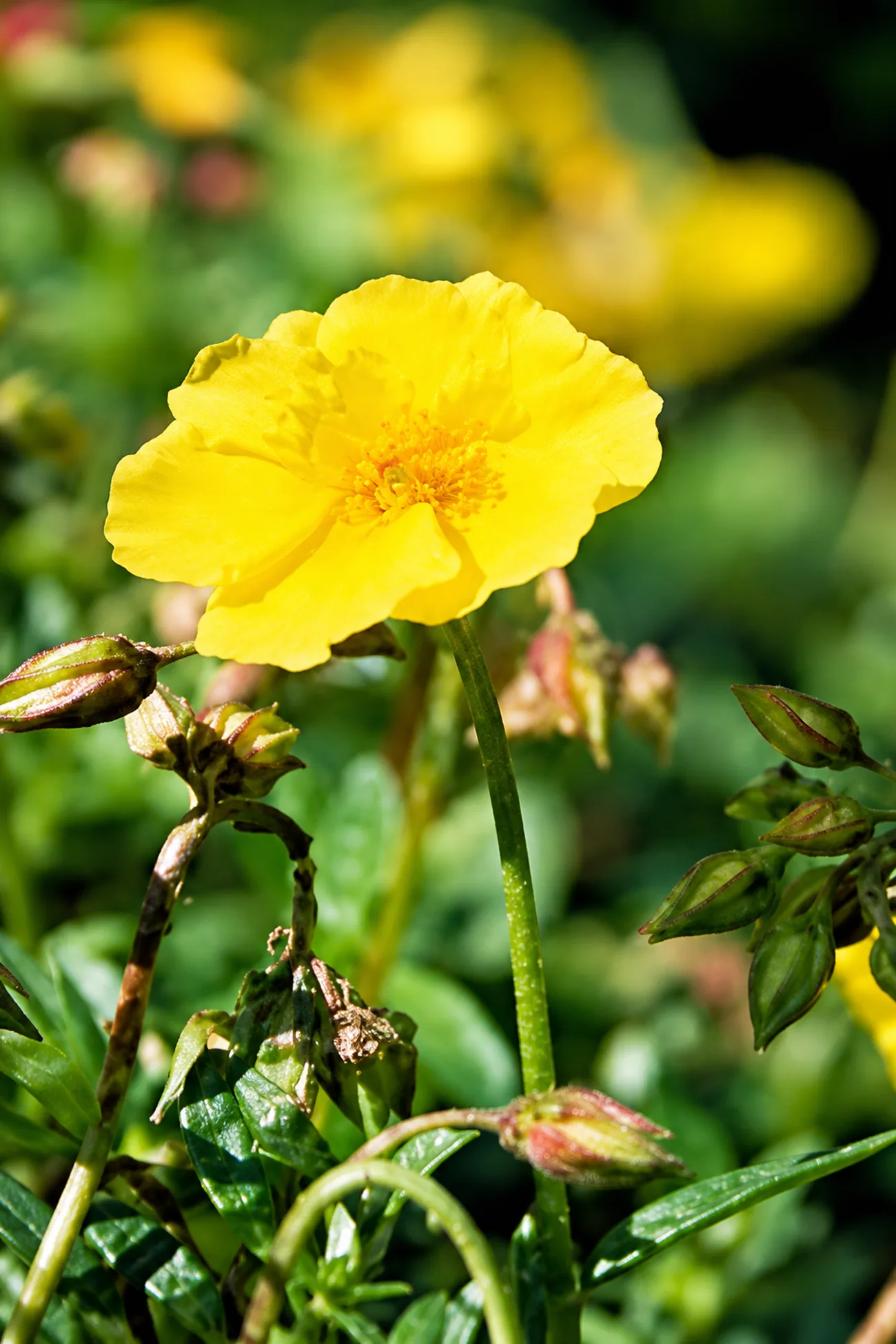 Heliantemo — flor de Bach N°1